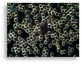 Blodanalys